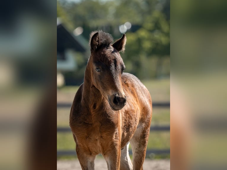 Welsh C (of Cob Type) Stallion 1 year 13,1 hh Chestnut-Red in Drobollach am Faaker See