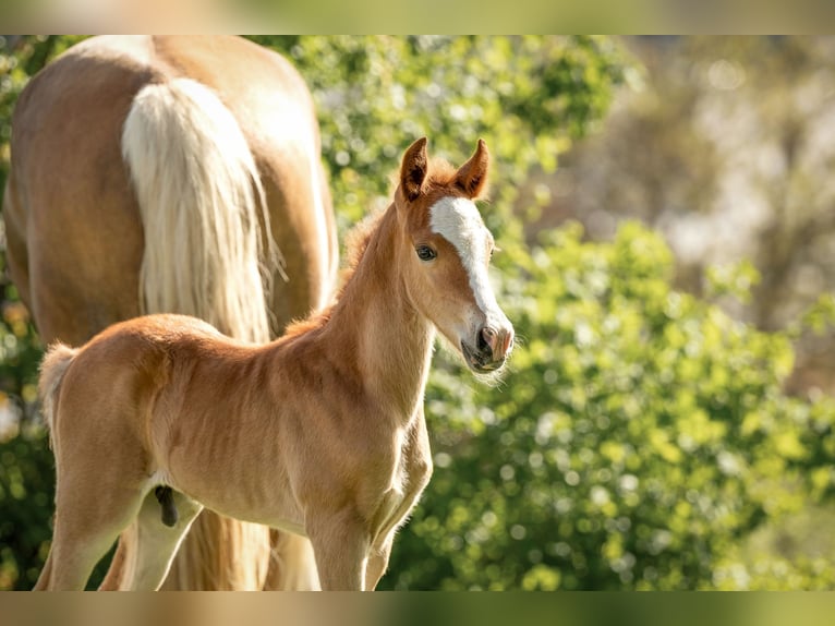 Welsh C (of Cob Type) Stallion 1 year 13,1 hh Chestnut-Red in Drobollach am Faaker See