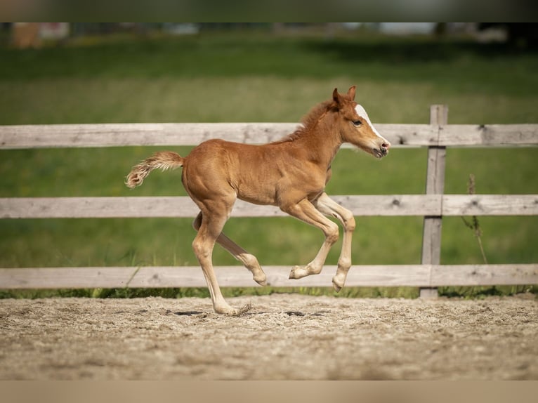 Welsh C (of Cob Type) Stallion 1 year 13,1 hh Chestnut-Red in Drobollach am Faaker See