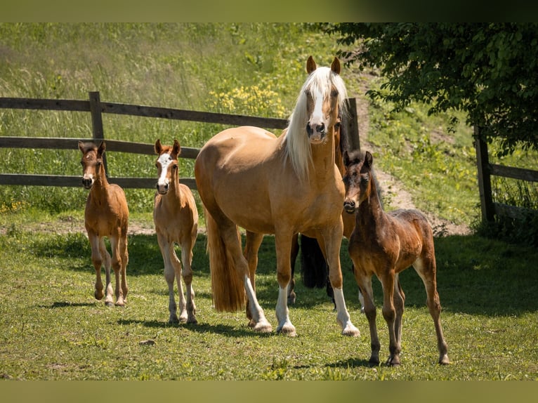 Welsh C (of Cob Type) Stallion 1 year 13,1 hh Chestnut-Red in Drobollach am Faaker See