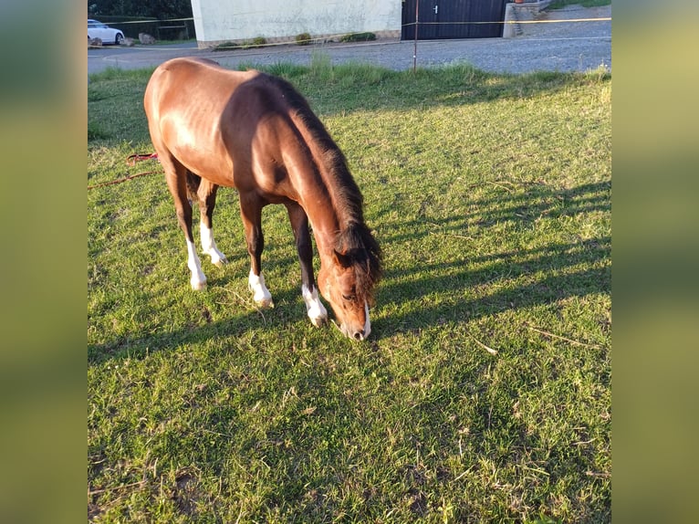 Welsh C (of Cob Type) Stallion 1 year 13,2 hh Brown in Wünschendorf