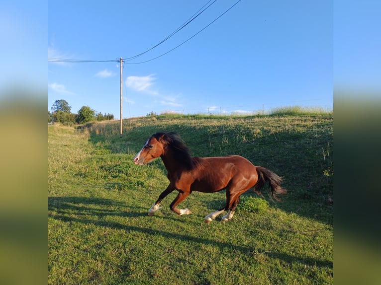 Welsh C (of Cob Type) Stallion 1 year 13,2 hh Brown in Wünschendorf