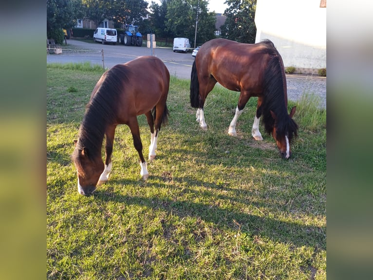 Welsh C (of Cob Type) Stallion 1 year 13,2 hh Brown in Wünschendorf