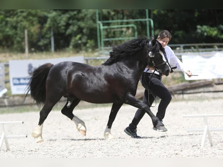 Welsh C (of Cob Type) Stallion 2 years 13 hh Black in Bochow