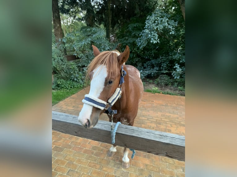 Welsh C (of Cob Type) Stallion 3 years 12,2 hh Chestnut-Red in TrebbusDoberlug-Kirchhain