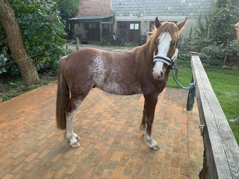 Welsh C (of Cob Type) Stallion 3 years 12,2 hh Chestnut-Red in TrebbusDoberlug-Kirchhain