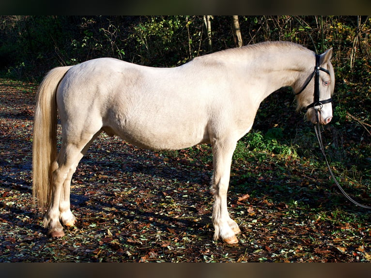 Welsh C (of Cob Type) Stallion 4 years 12,3 hh Perlino in Szamocin