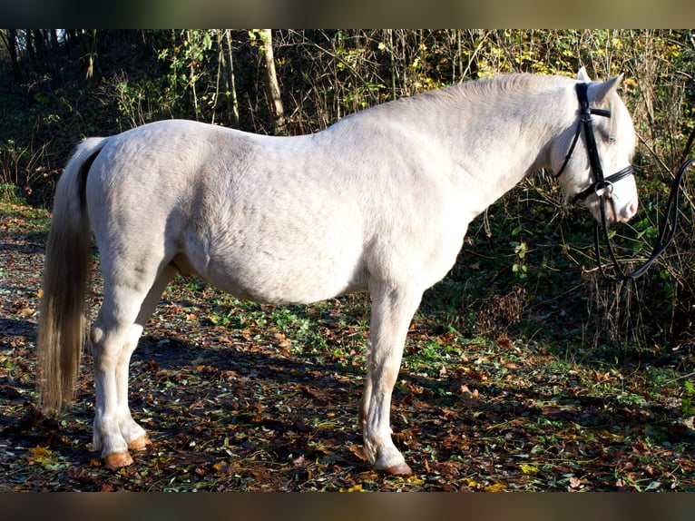Welsh C (of Cob Type) Stallion 6 years 12,3 hh Perlino in Szamocin