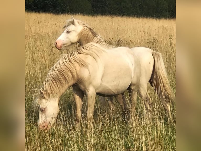 Welsh C (of Cob Type) Stallion 6 years 12,3 hh Perlino in Szamocin