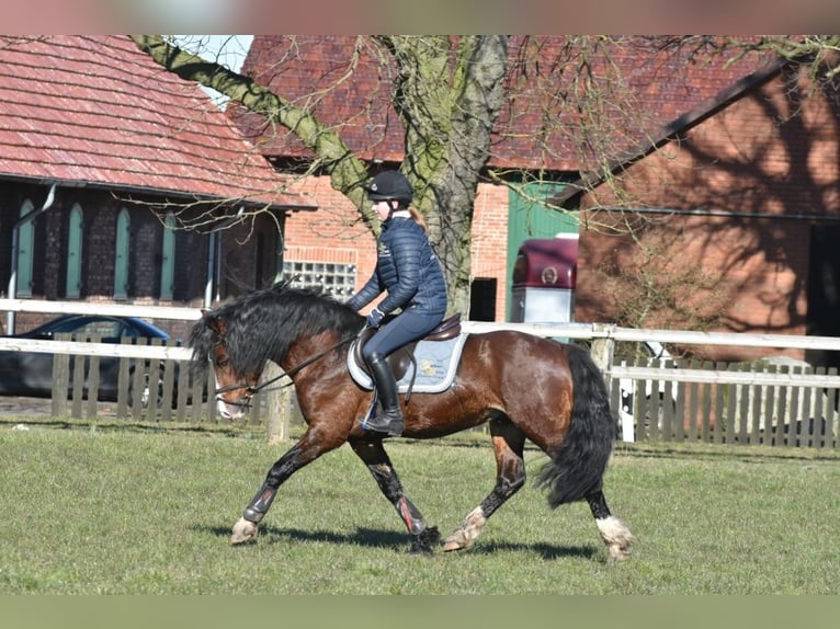 Welsh C (of Cob Type) Stallion 6 years 13,2 hh Bay in Raddestorf