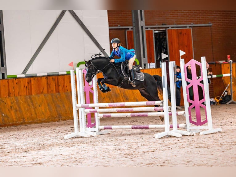 Welsh C (of Cob Type) Stallion 7 years 13 hh Black in Łąka