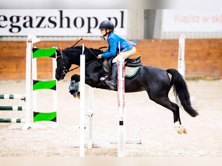 Welsh C (of Cob Type) Stallion 8 years 13 hh Black in Łąka