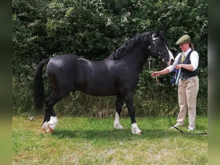 Welsh C (of Cob Type) Stallion Black in Meerbusch