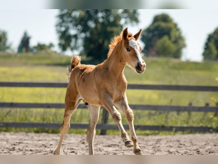 Welsh C (of Cob Type) Stallion  12,1 hh Bay-Dark in Drobollach am Faaker See