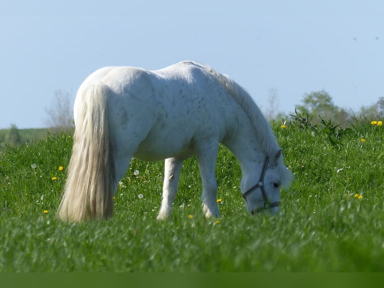 Welsh-C Mix Castrone 10 Anni 126 cm Grigio in Krummhörn