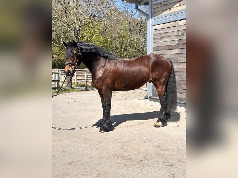 Welsh-C Castrone 10 Anni 148 cm Baio scuro in Leipzig