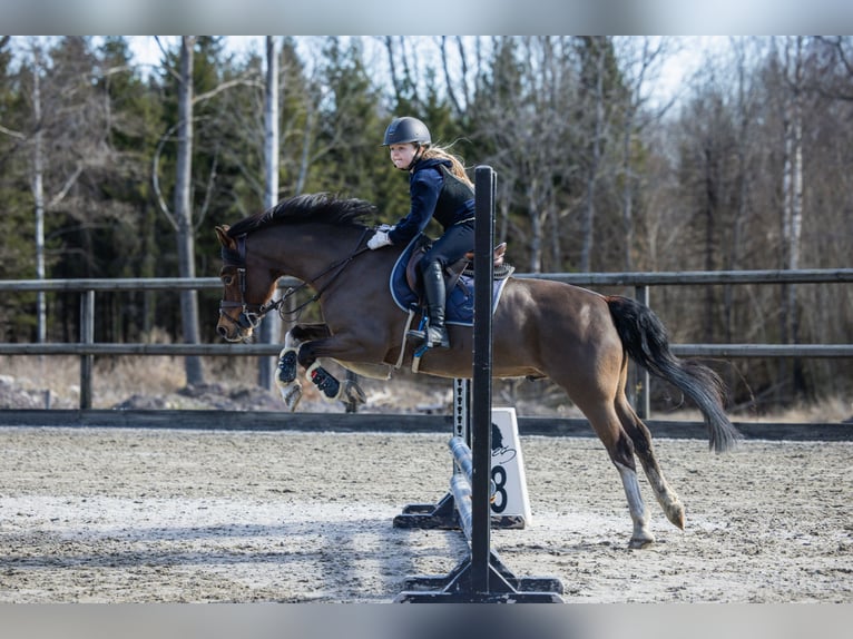 Welsh-C Castrone 11 Anni 130 cm Baio ciliegia in Larvik