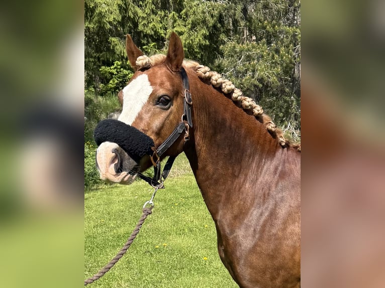 Welsh-C Castrone 12 Anni 139 cm Sauro scuro in Söderhamn