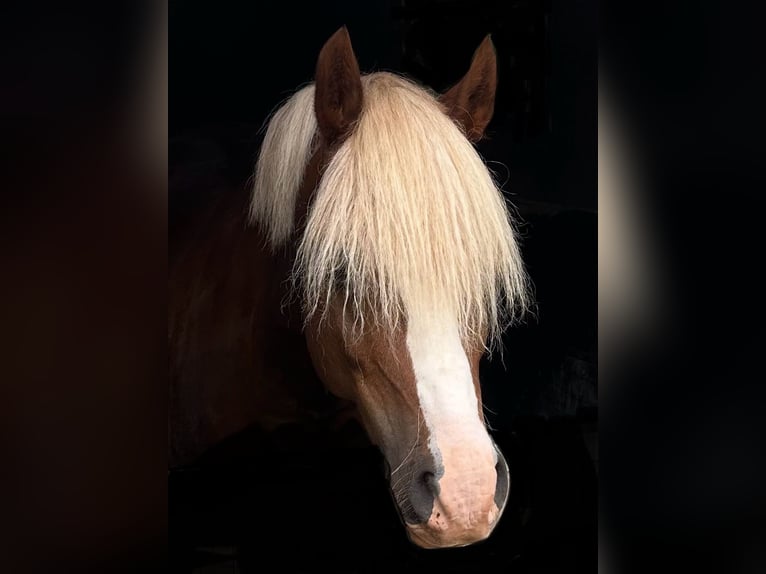Welsh-C Castrone 12 Anni 139 cm Sauro scuro in Söderhamn