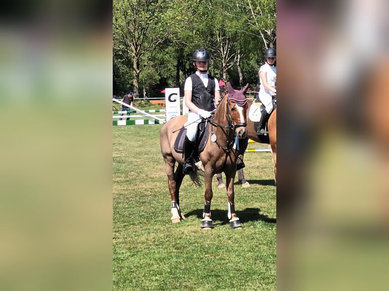 Welsh-C Castrone 12 Anni Sauro scuro in Lingen