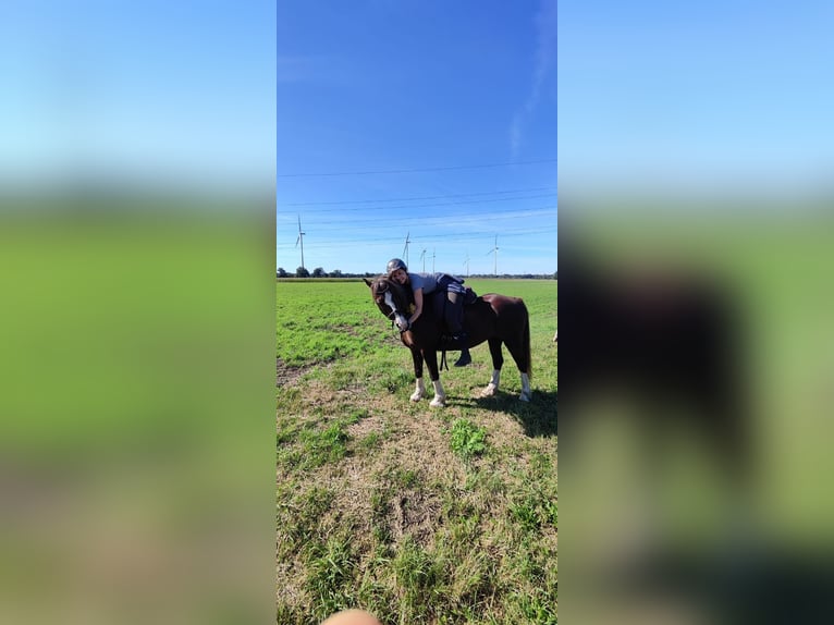 Welsh-C Castrone 12 Anni Sauro scuro in Metelen