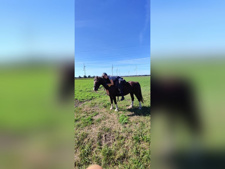 Welsh-C Castrone 12 Anni Sauro scuro in Metelen