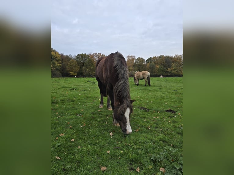 Welsh-C Castrone 13 Anni Sauro scuro in Metelen