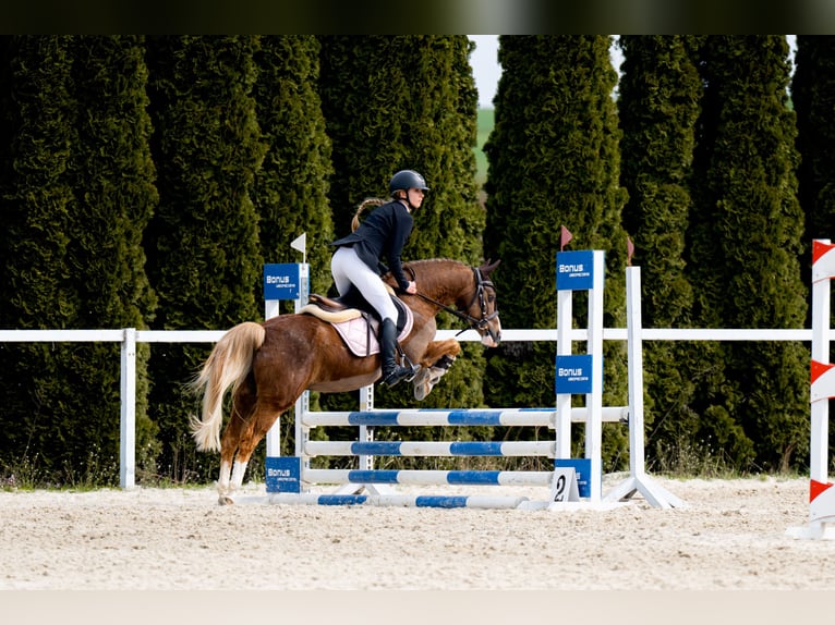 Welsh-C Castrone 14 Anni 134 cm Sauro in Siemianowice