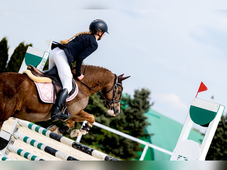 Welsh-C Castrone 14 Anni 134 cm Sauro in Siemianowice