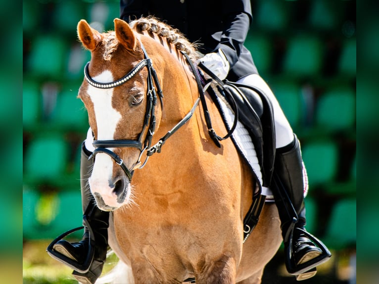 Welsh-C Castrone 14 Anni 135 cm Sauro in Siemianowice Śląskie
