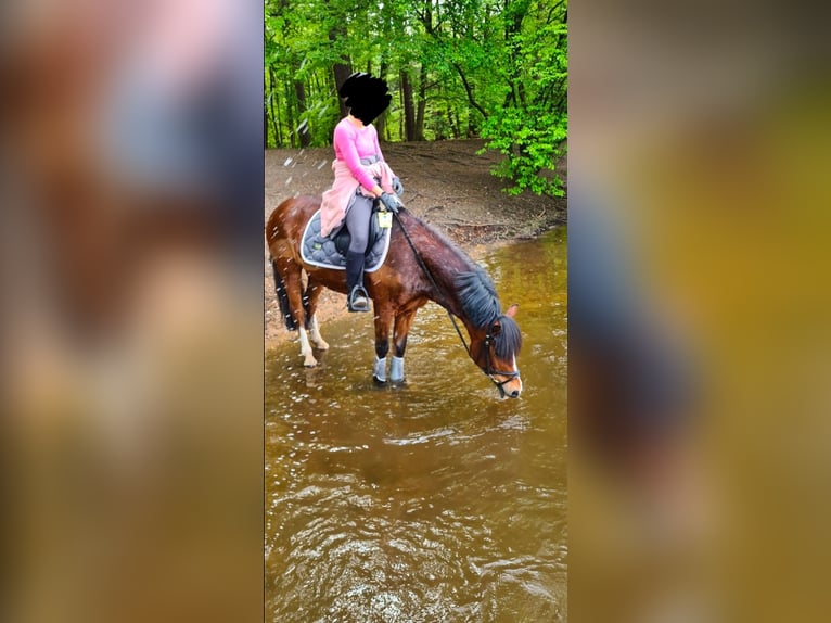 Welsh-C Castrone 14 Anni 142 cm Baio in Essen