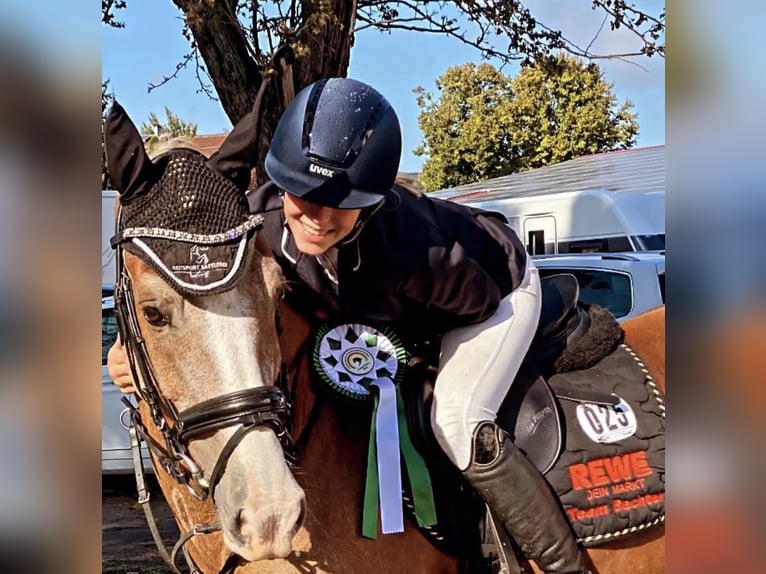 Welsh-C Castrone 14 Anni 148 cm Baio in Babenhausen