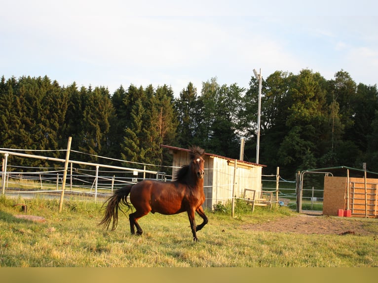 Welsh-C Castrone 15 Anni 130 cm Baio in Thüringen