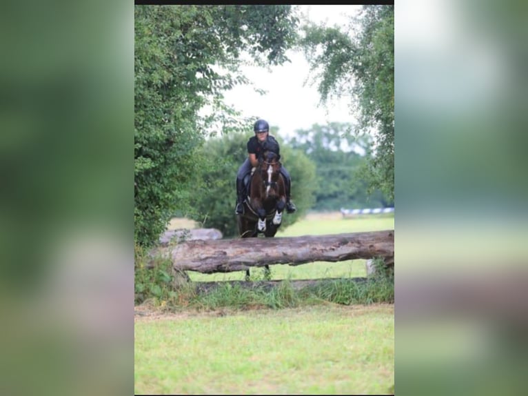 Welsh-C Castrone 15 Anni 138 cm Baio in Wittibreut