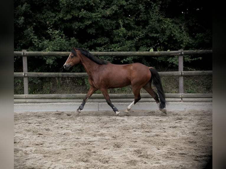 Welsh-C Castrone 15 Anni 142 cm Baio in Essen