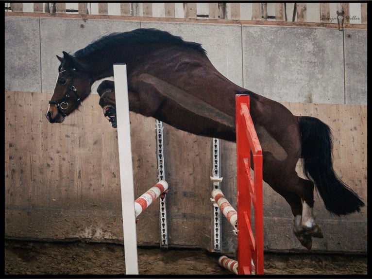 Welsh-C Castrone 15 Anni 142 cm Baio in Essen