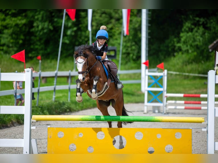 Welsh-C Castrone 16 Anni 137 cm Baio in Forch
