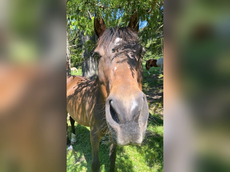 Welsh-C Castrone 16 Anni 147 cm Baio in Peiting