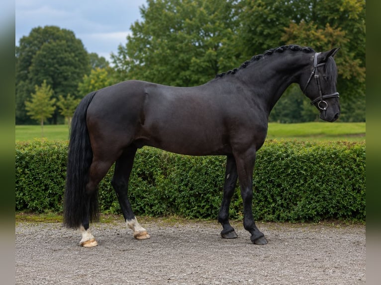 Welsh-C Castrone 17 Anni 145 cm Morello in Groesbeek
