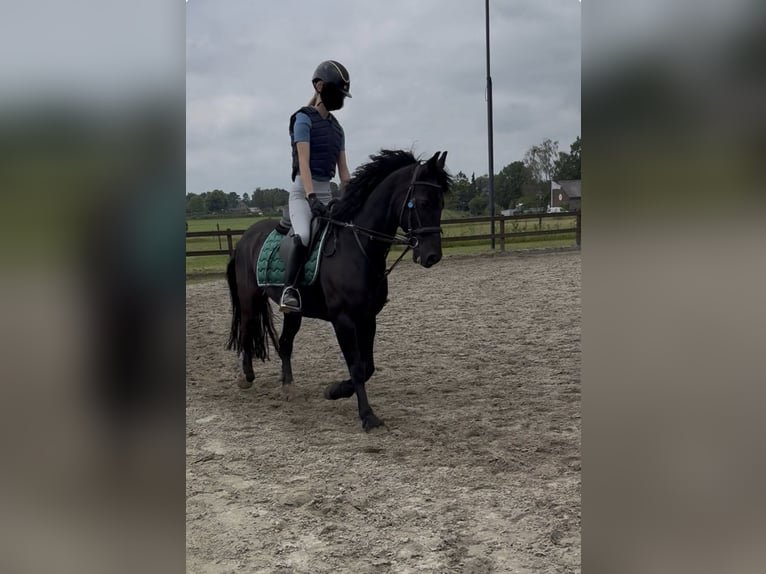 Welsh-C Castrone 17 Anni 145 cm Morello in Groesbeek