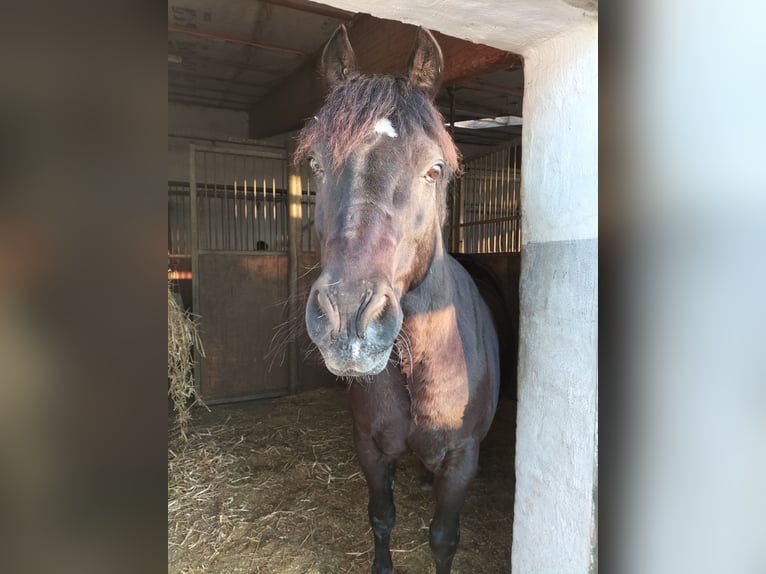 Welsh-C Castrone 18 Anni 139 cm Morello in Leinfelden-Echterdingen