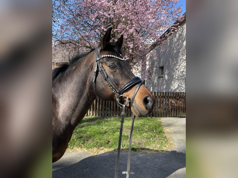 Welsh-C Mix Castrone 18 Anni 152 cm Baio scuro in Rödinghausen