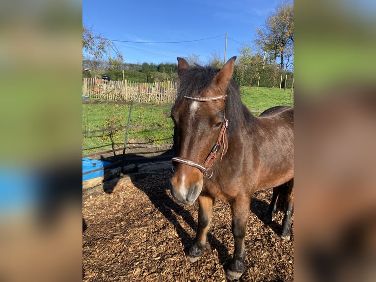 Welsh-C Castrone 19 Anni 141 cm Baio scuro in Wuppertal