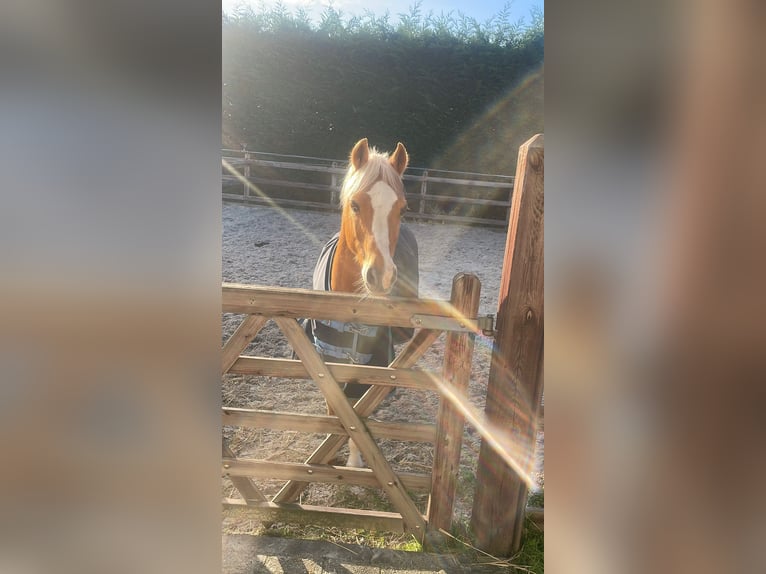 Welsh-C Castrone 20 Anni 130 cm Palomino in Rotterdam