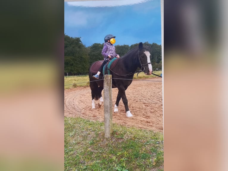Welsh-C Mix Castrone 22 Anni 130 cm Morello in Rostock