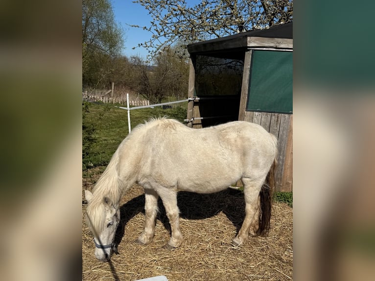 Welsh-C Mix Castrone 22 Anni 140 cm Grigio in Siemz-Niendorf
