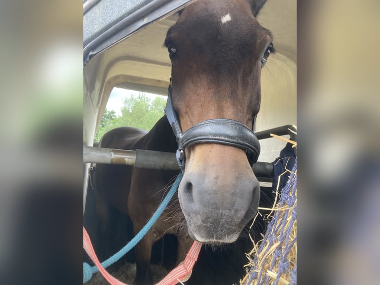 Welsh-C Castrone 22 Anni 145 cm Baio in Greven