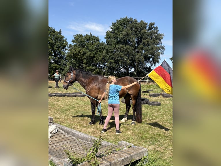 Welsh-C Castrone 22 Anni 145 cm Baio in Greven