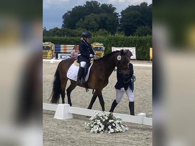 Welsh-C Castrone 22 Anni 145 cm Baio in Greven