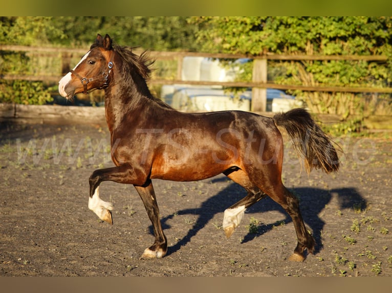 Welsh-C Castrone 2 Anni 140 cm Baio in Meerbusch